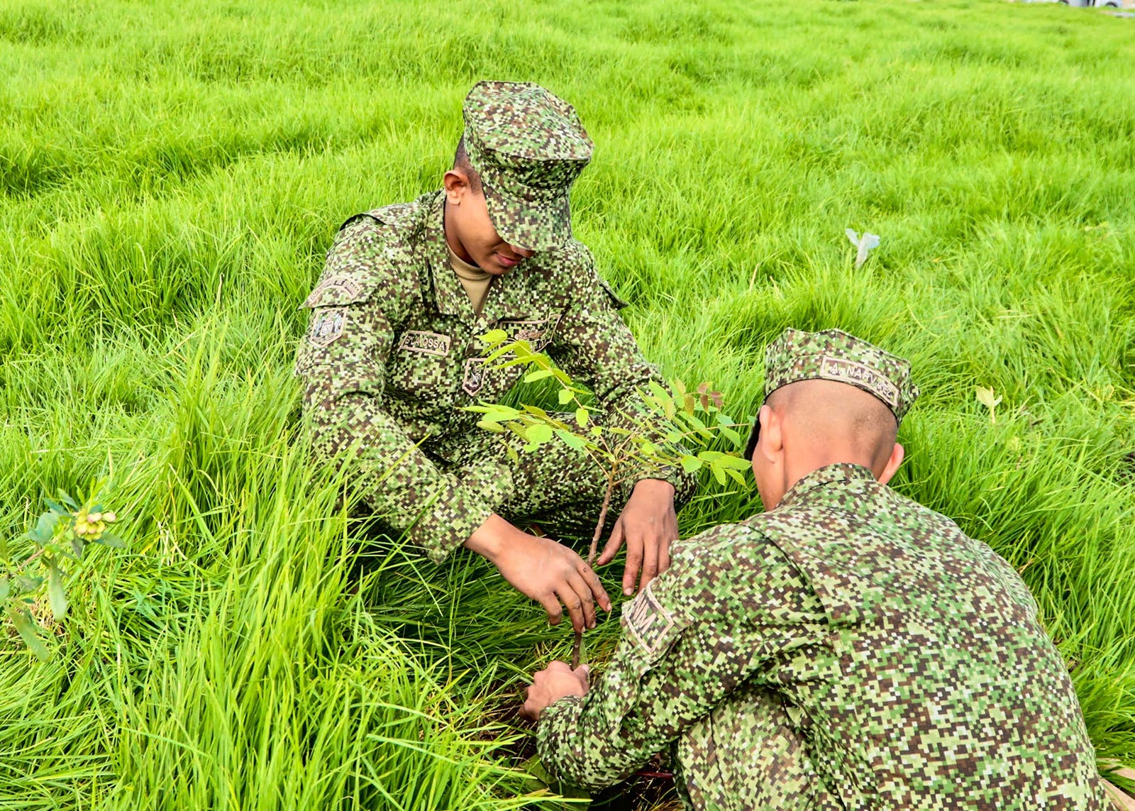 Plantaciones humedal Juan Amarillo