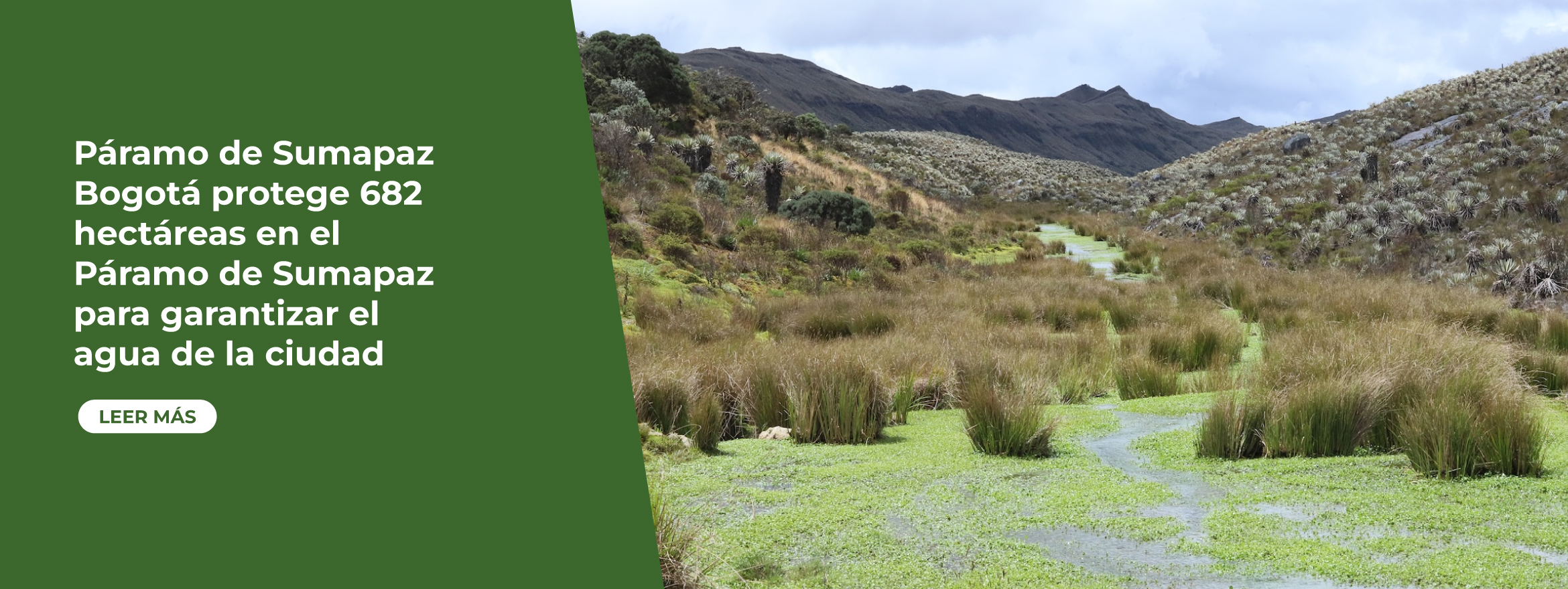 Páramo de Sumapaz Bogotá protege 682 hectáreas en el Páramo de Sumapaz para garantizar el agua de la ciudad Bogotá D. C., 22 de marzo de 2026 (@AmbienteBogota) | La Secretaría Distrital de Ambiente, en alianza con la Empresa de Acueducto, Alcantarillado y Aseo de Bogotá (EAAB), avanzó significativamente en la protección de las fuentes hídricas de la ciudad al comprar 994,23 hectáreas en ecosistemas estratégicos durante 2024 y 2025, equivalentes a 28 estadios El Campín, marcando un hito en la conservación del recurso más preciado de los bogotanos, el agua